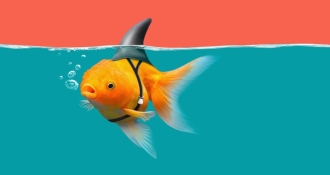 identify fake invoices